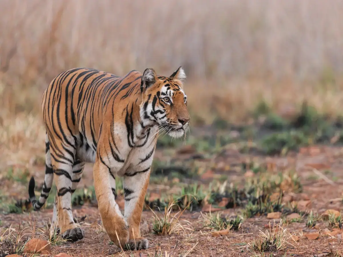 Pench Tiger Reserve