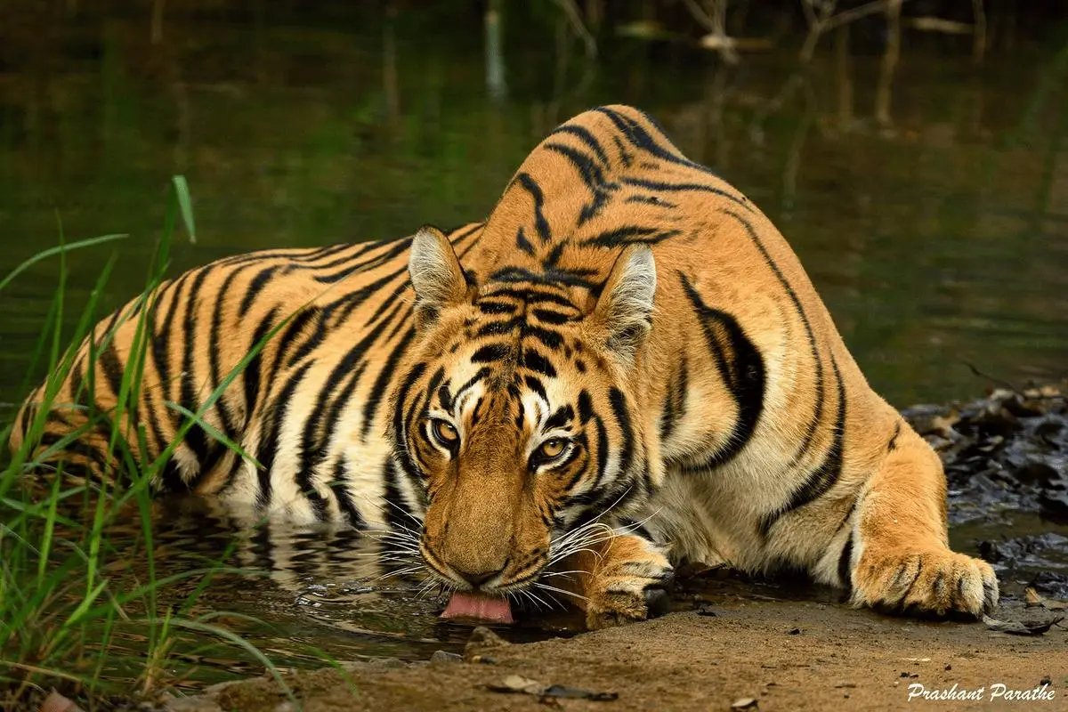Royal Bengal Tiger in Central India forest