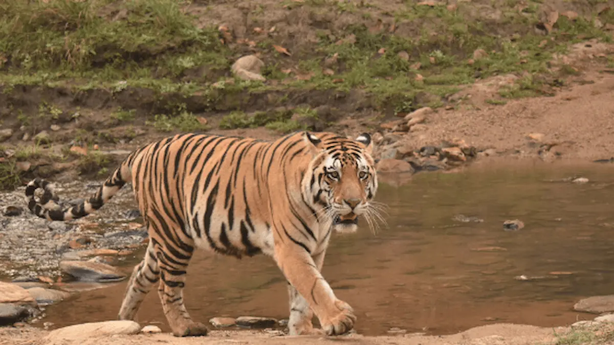 Bandhavgarh National Park