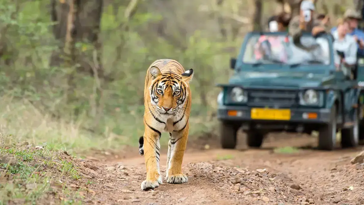 Tadoba Andhari Tiger Reserve